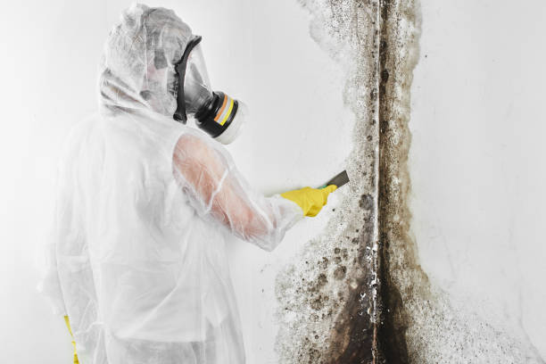Best Emergency Mold Remediation in Oakdale, LA