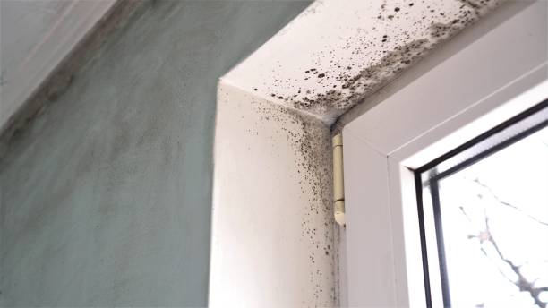 Best Black Mold Remediation in Oakdale, LA