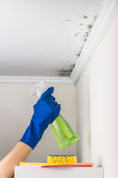 Best DIY Mold Remediation Support Services in Oakdale, LA